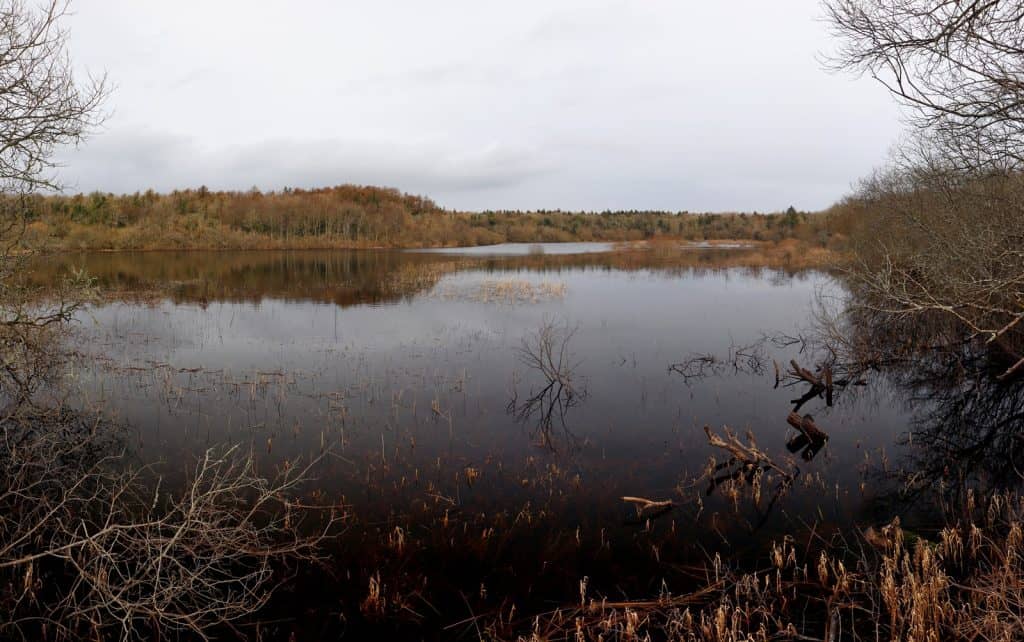Dromore Wood Nature Reserve