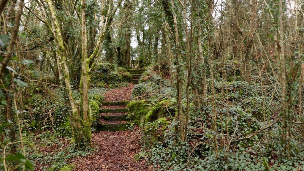 Dromore Wood Nature Reserve