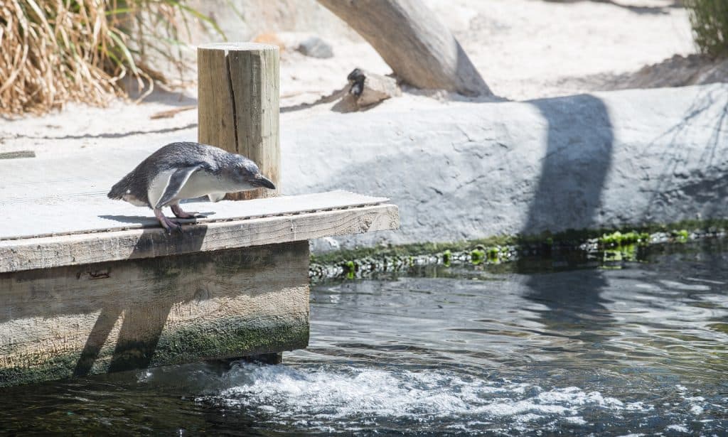 Acuario Nacional de Nueva Zelanda