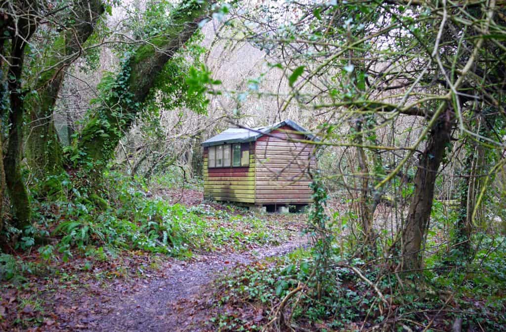 Andrew's Wood