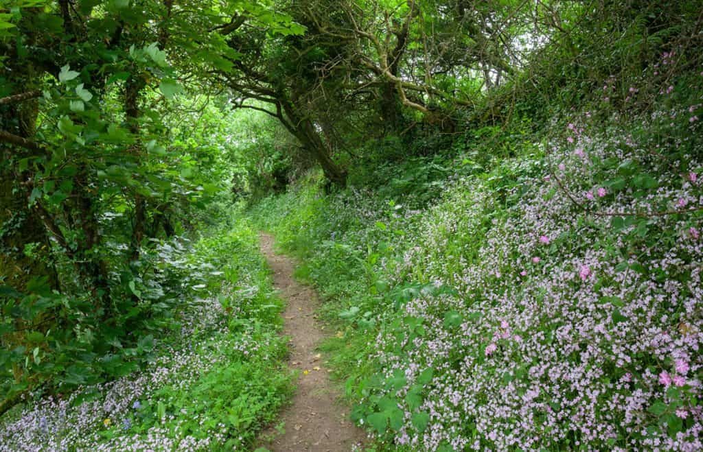Andrew's Wood