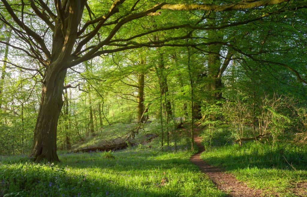 Andrew's Wood