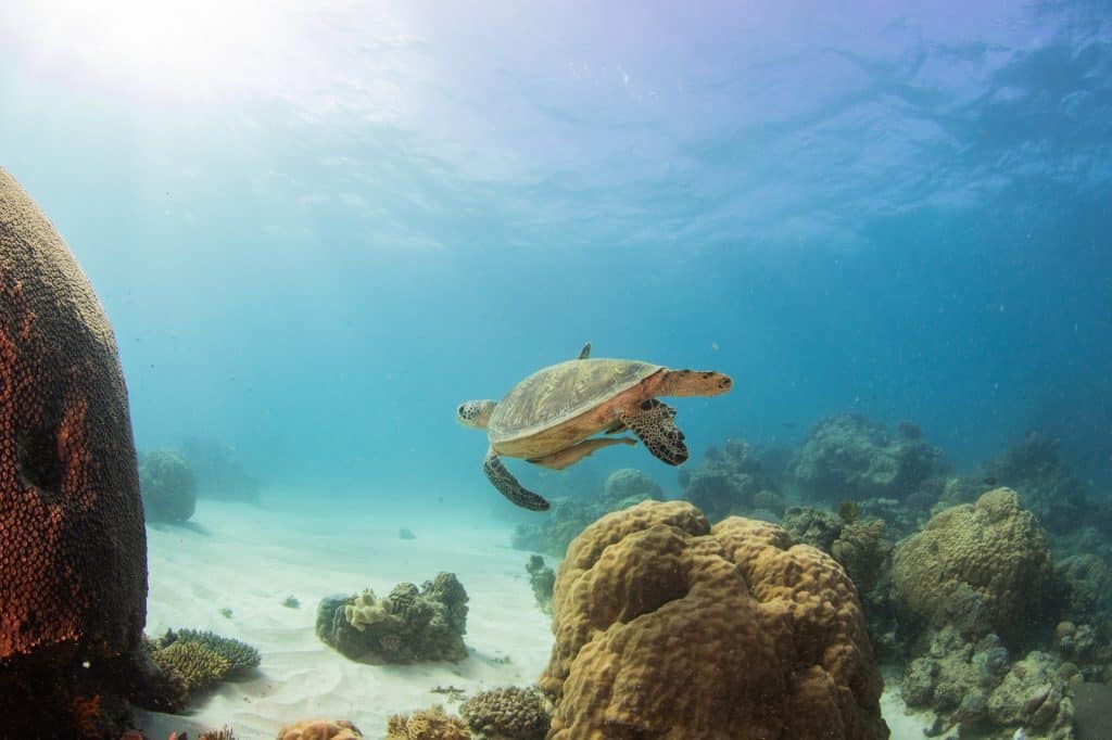 Acuario de Cairns
