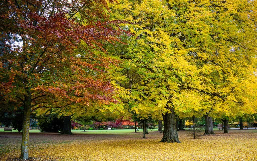 Ashburton Domain