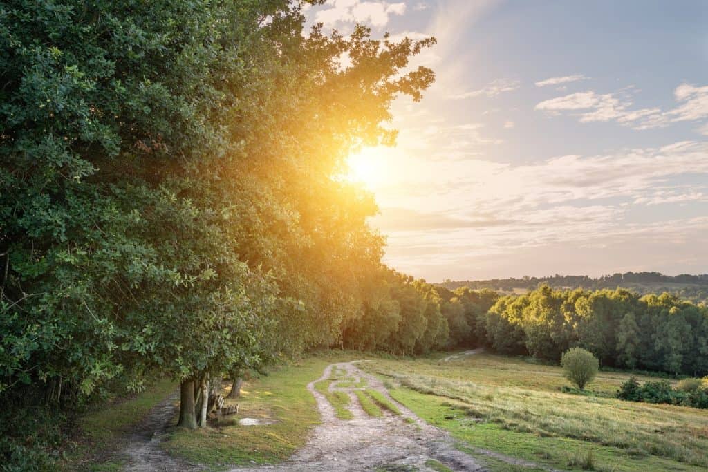 Ashdown Forest