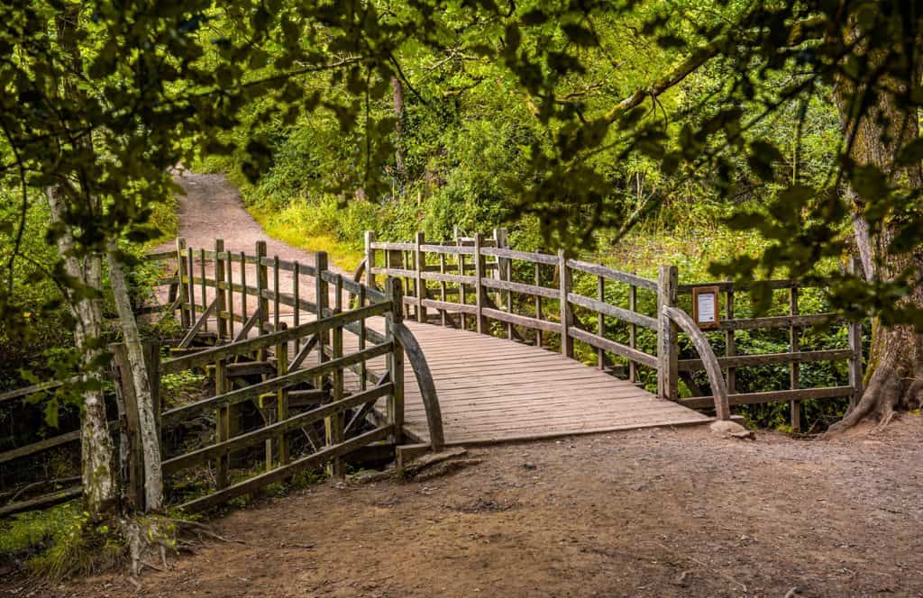 Ashdown Forest