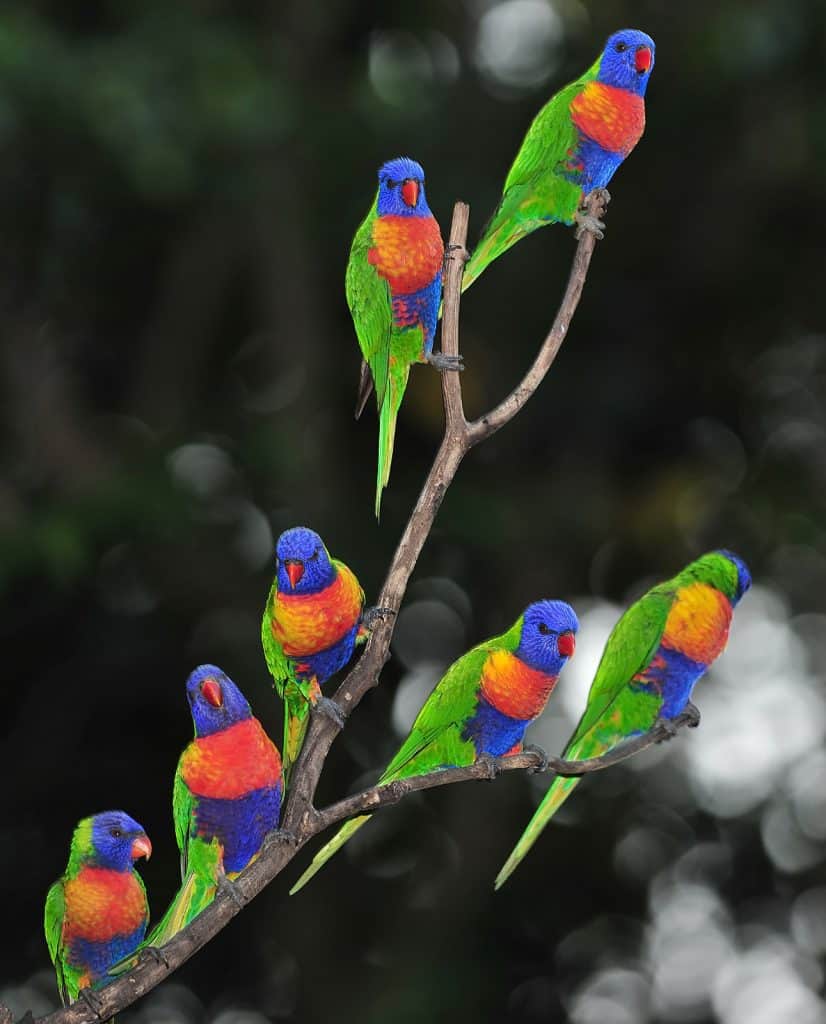 Rainbow Lorikeets, Byron Bay