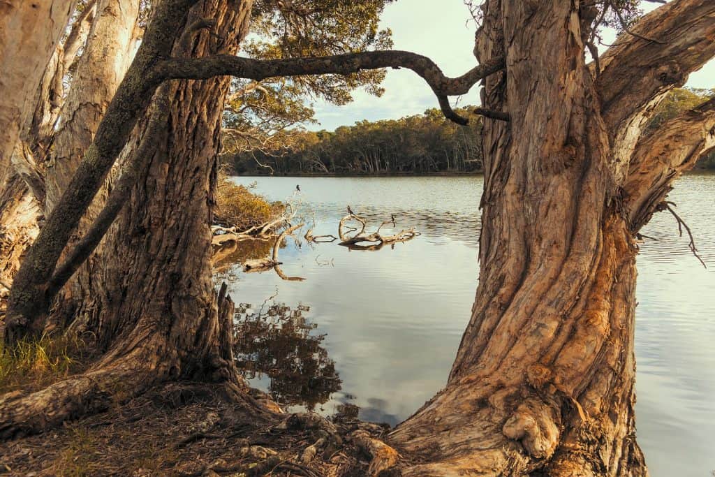 Avoca Lagoon