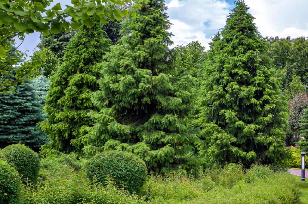 Bedgrove Park