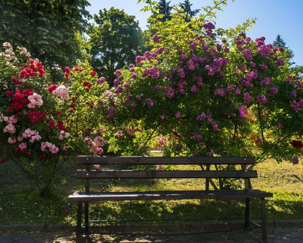 Bedgrove Park