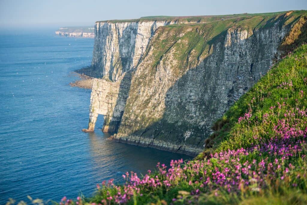 Acantilados de Bempton