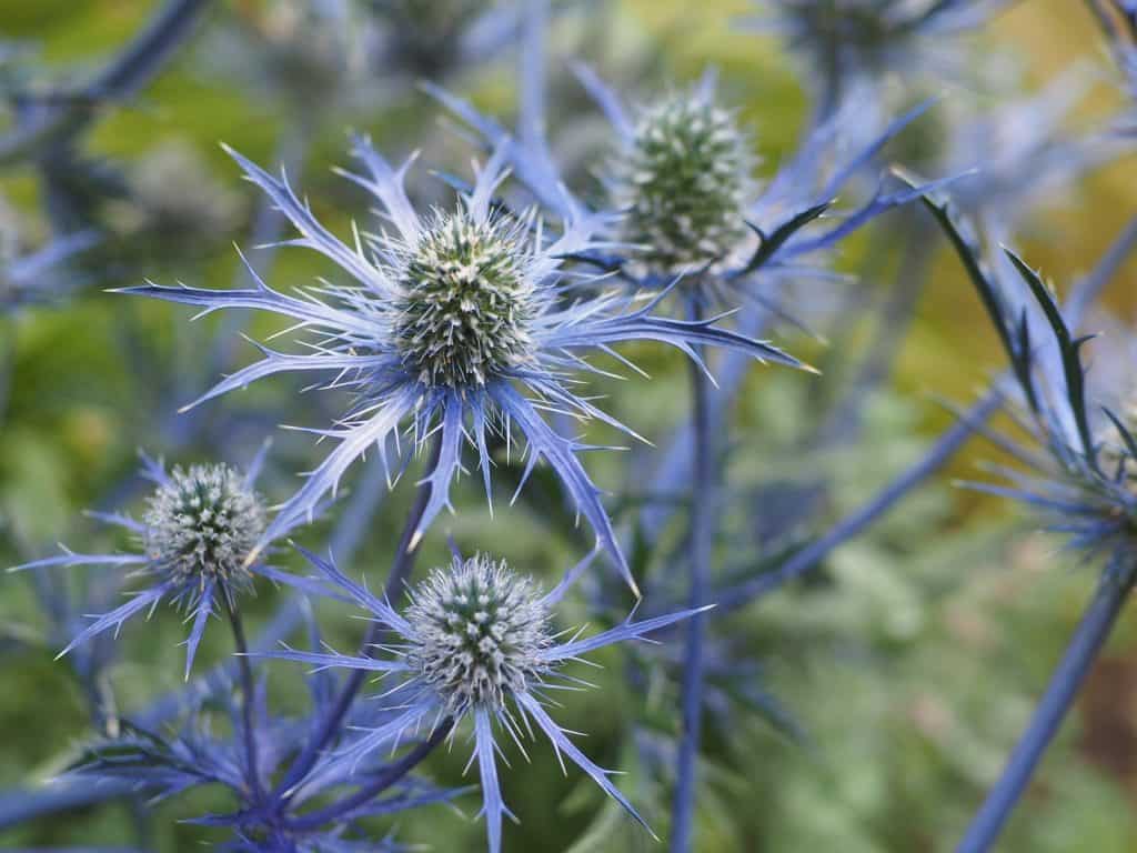 Beth Chatto Gardens
