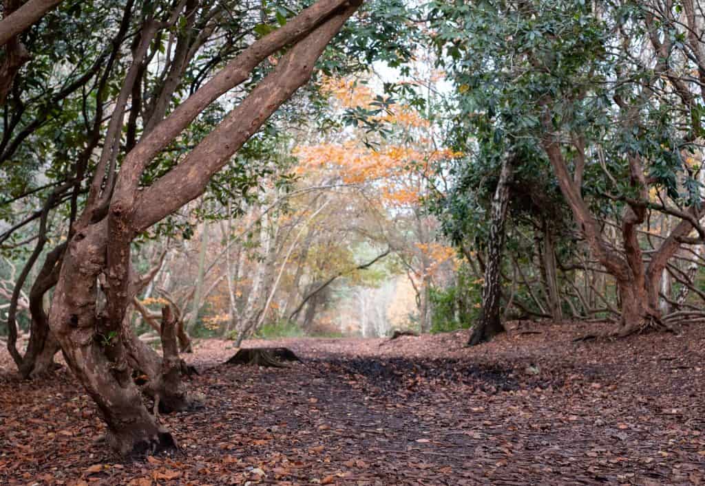 Parque Rural Black Park