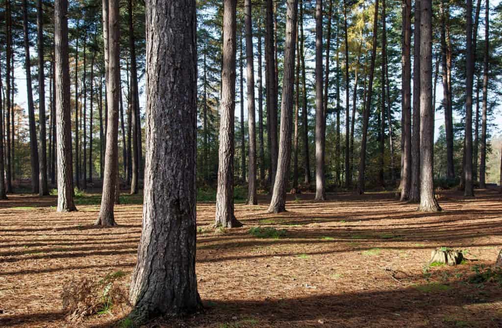 Black Park Country Park