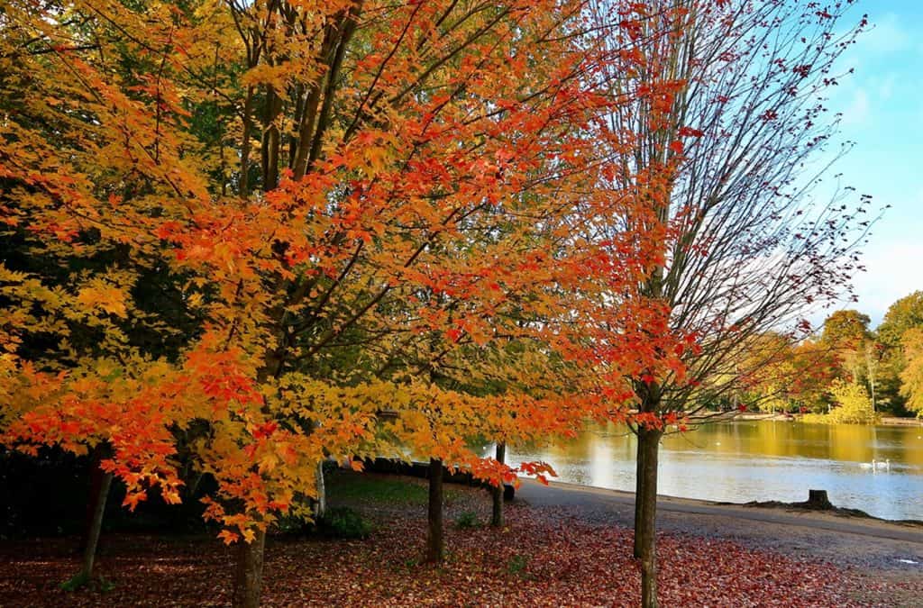 Black Park Country Park