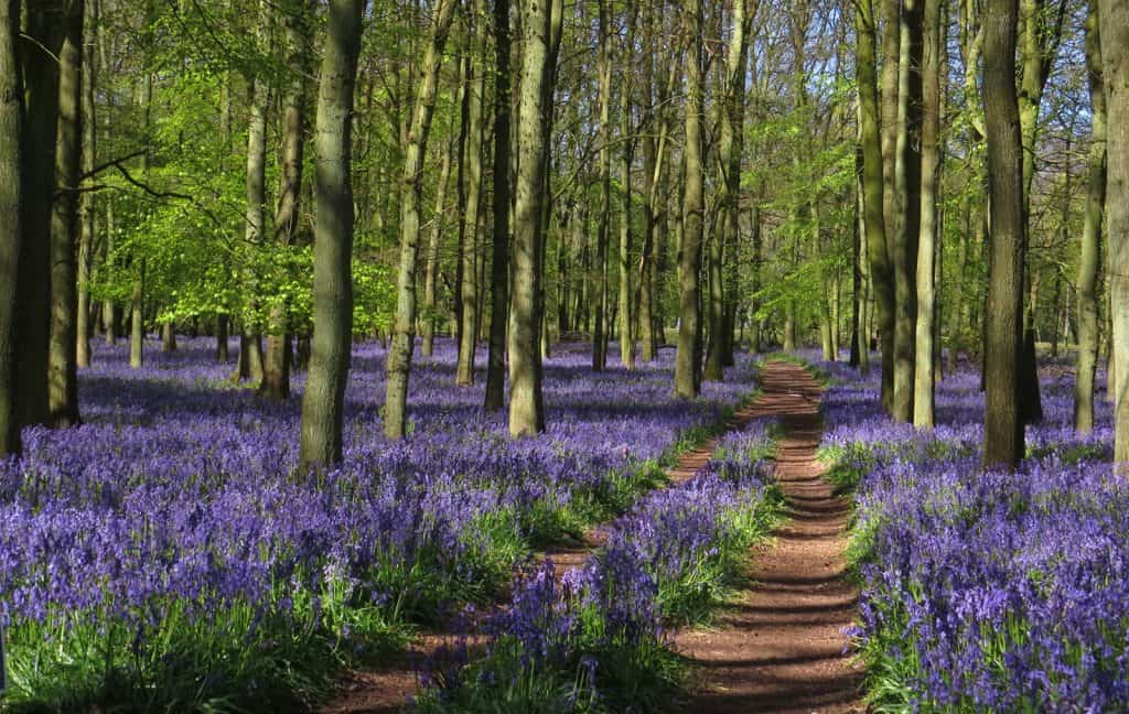 Bluebell Wood Hertfordshire