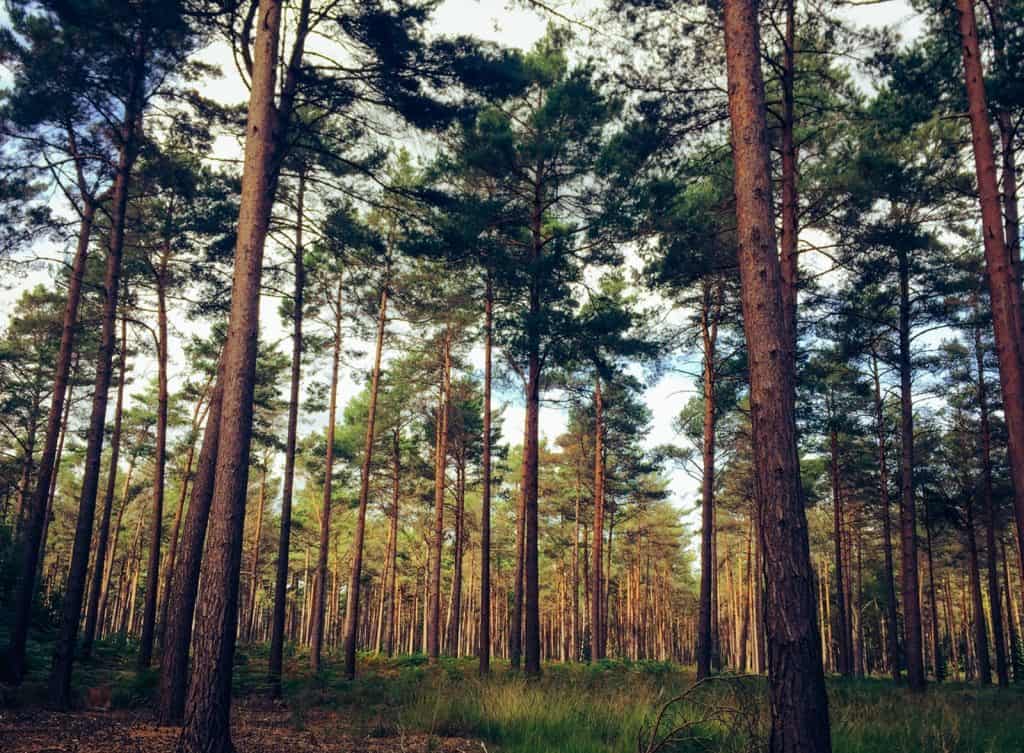 Bosque Swinley