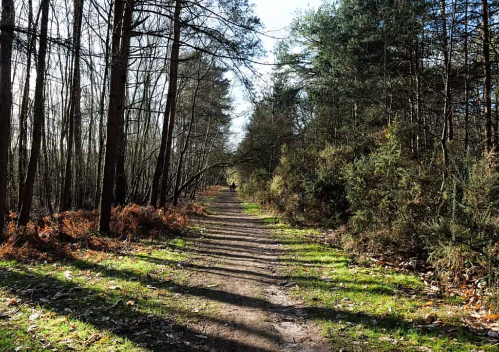 Bosque Swinley