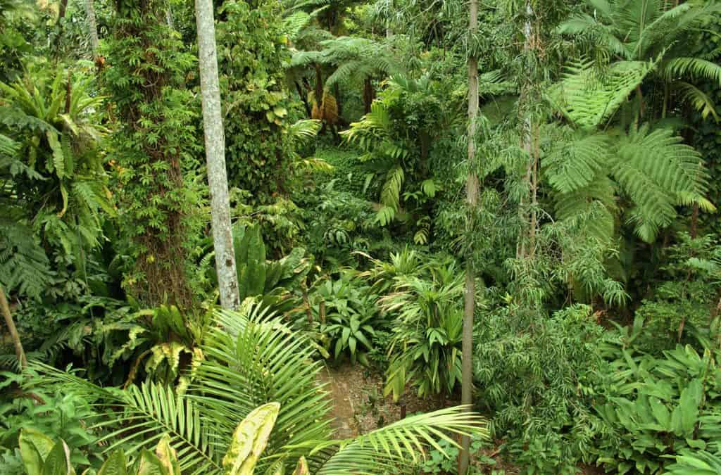 Jardín Botánico Hervey Bay