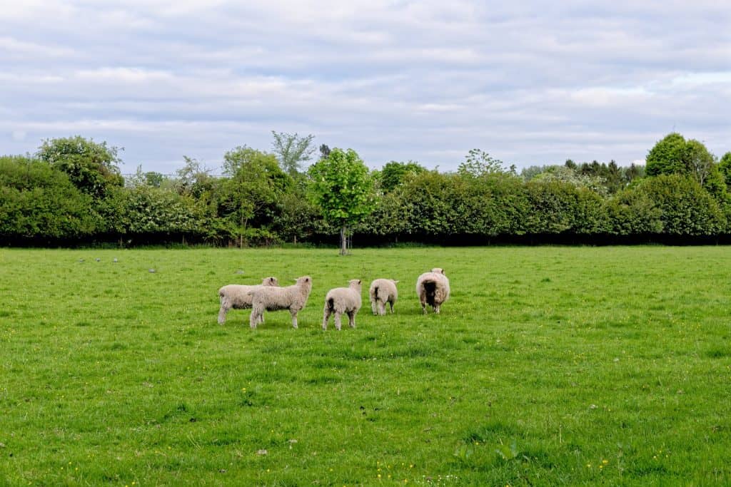 Parque Bourton