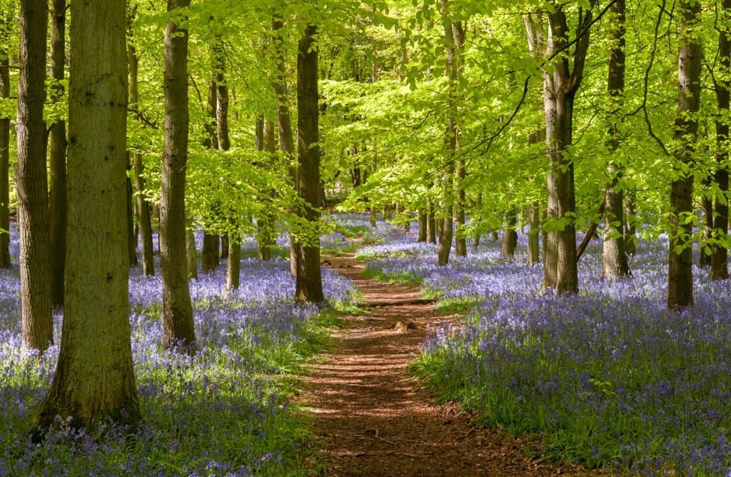 Buckinghamshire