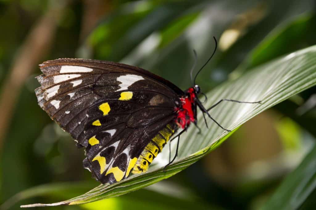 Australian Butterfly Sanctuary