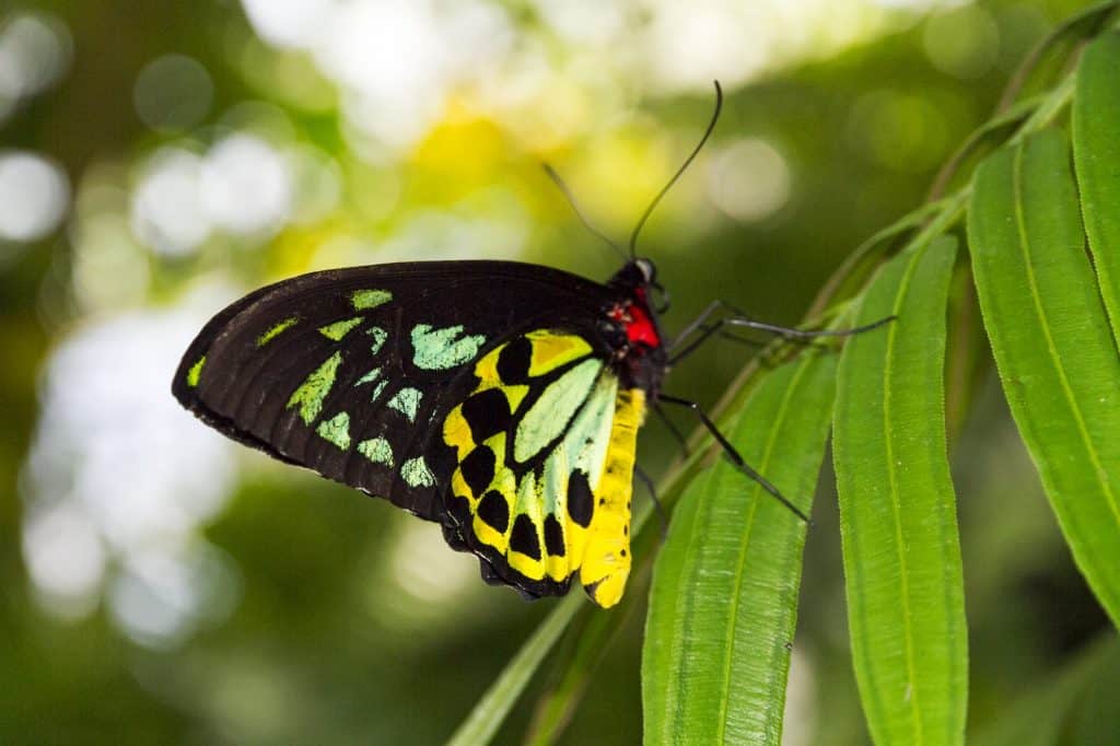 Australian Butterfly Sanctuary