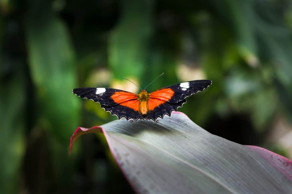 Australian Butterfly Sanctuary