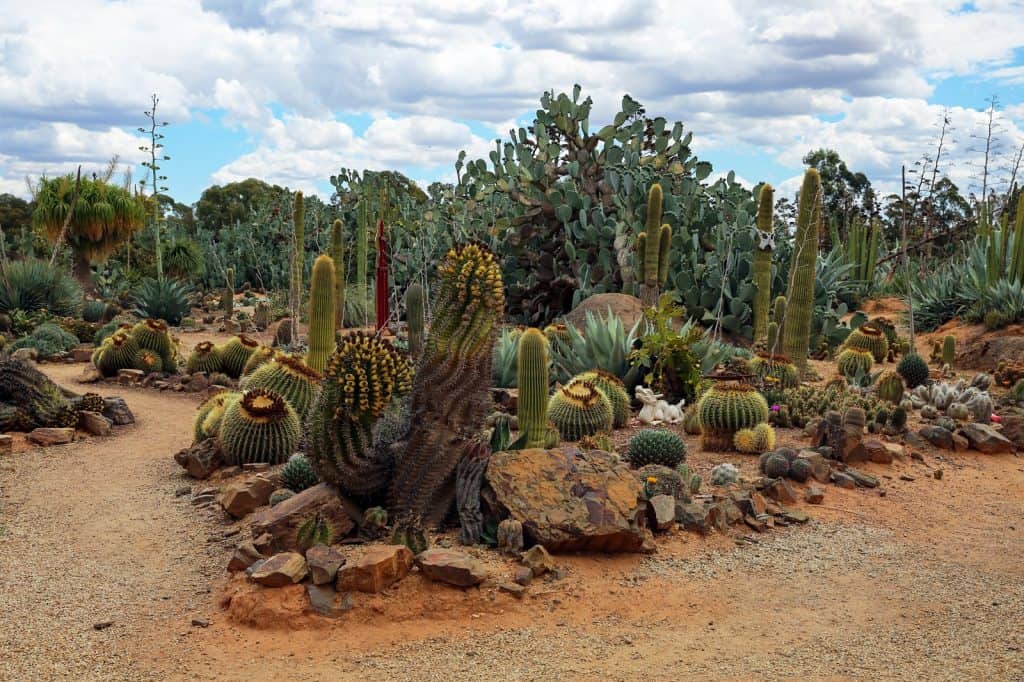 País de los Cactus