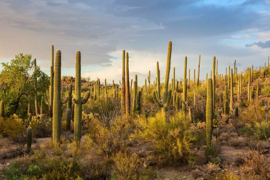 País de los Cactus
