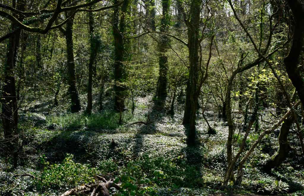 Cann Woods