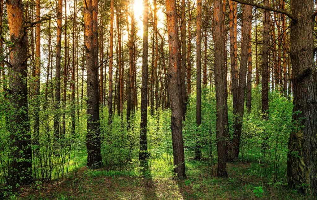 Cann Woods