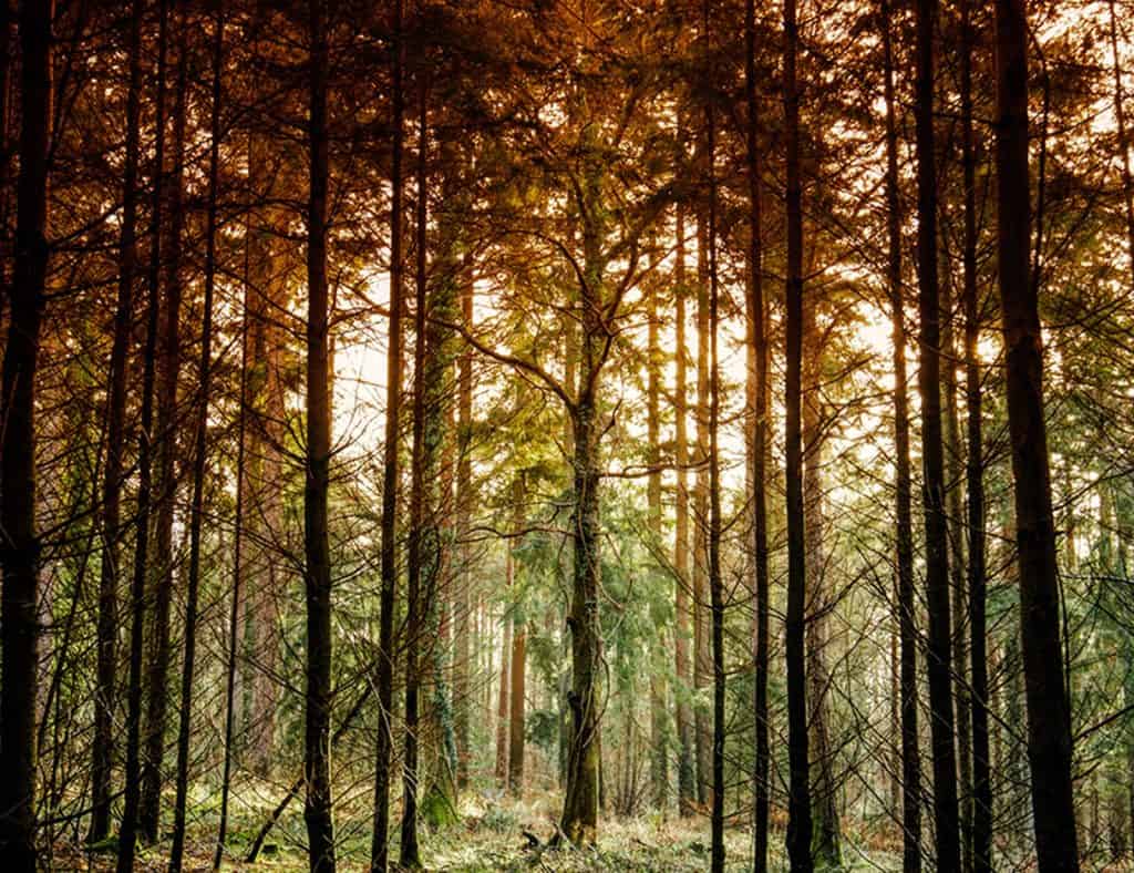 Cann Woods