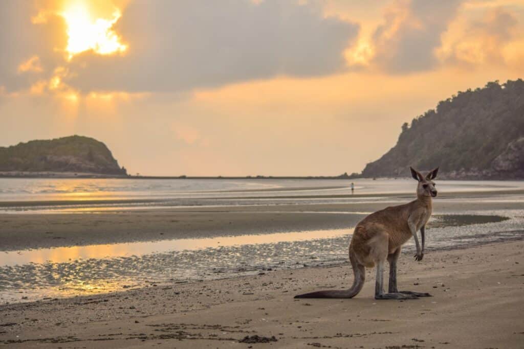 Cape Hillsborough