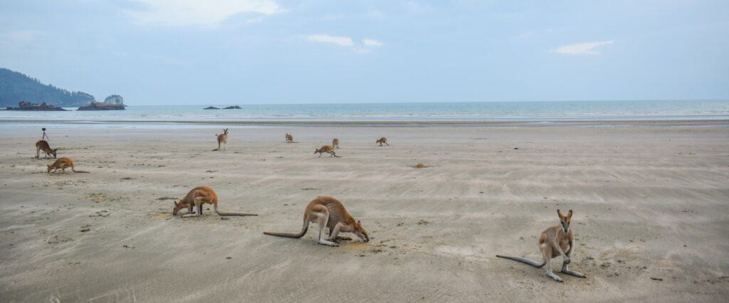 Cape Hillsborough