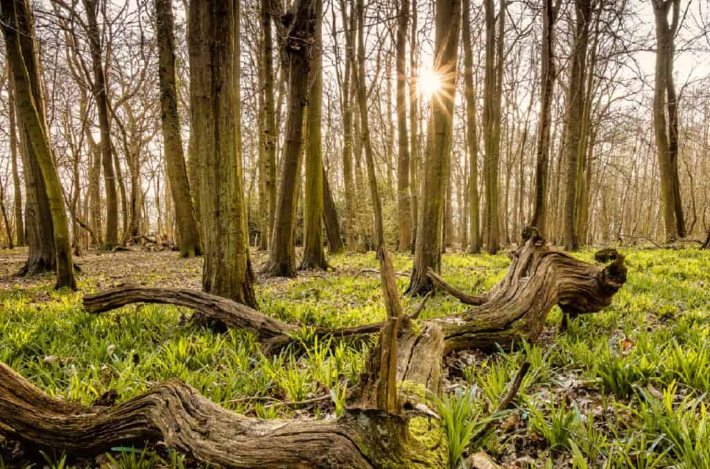 Chesham Bois Common
