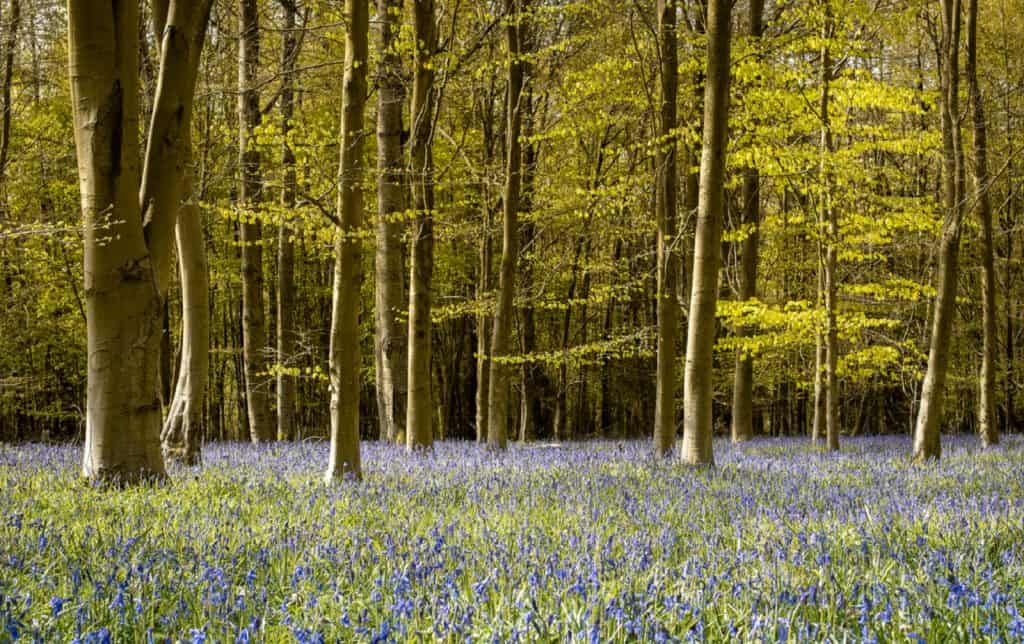 Chesham Bois Common
