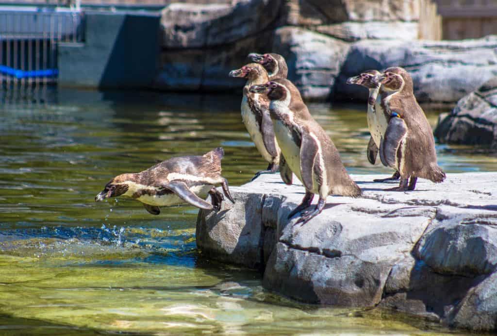 Zoológico de Chester