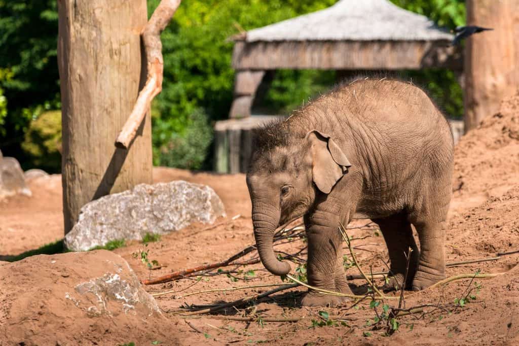 Zoológico de Chester