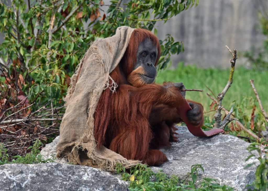 Zoológico de Chester
