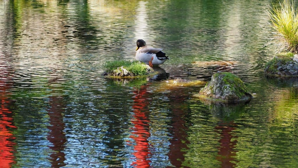 Chinese Garden