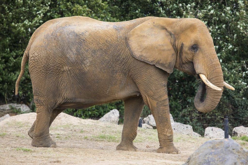 Colchester Zoo