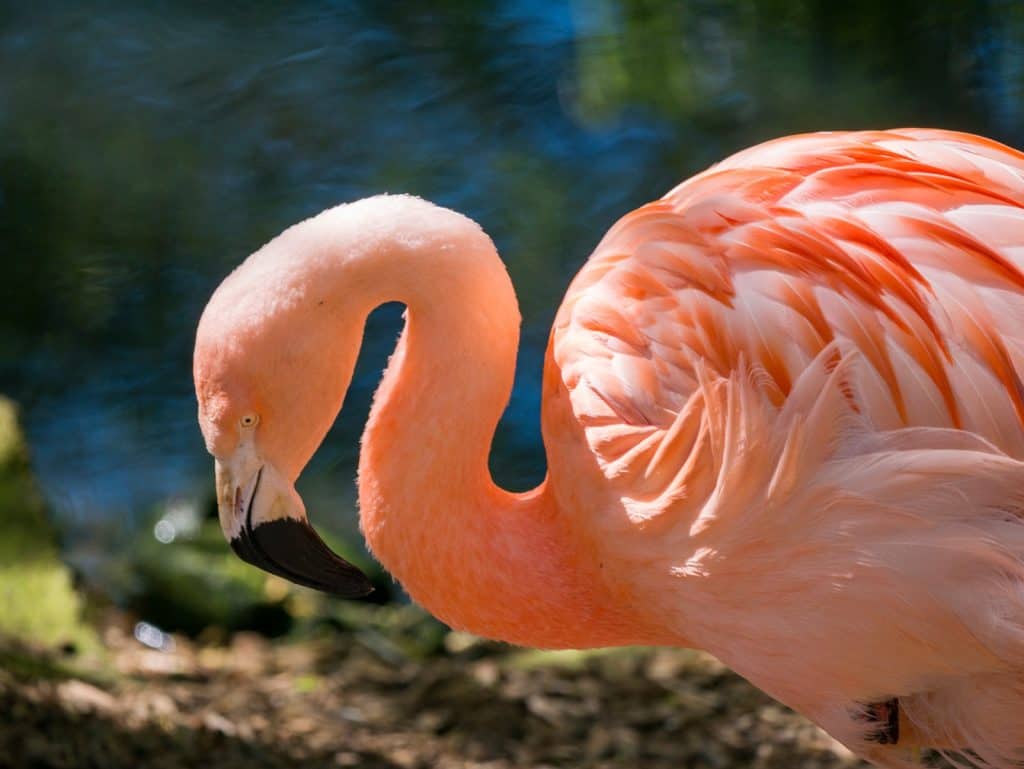 Colchester Zoo