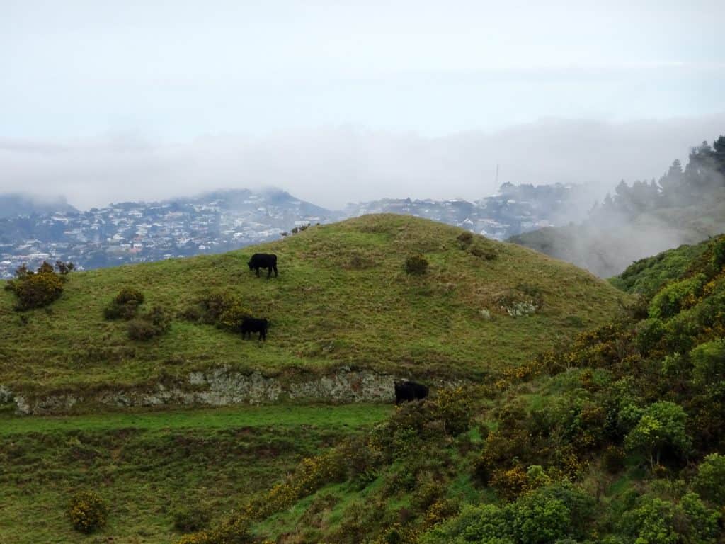 Colonial knob
