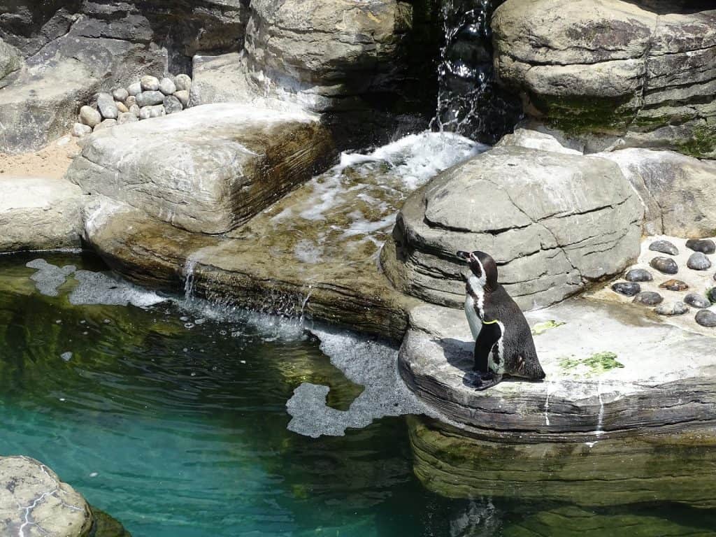 Santuario para Focas de Cornualles