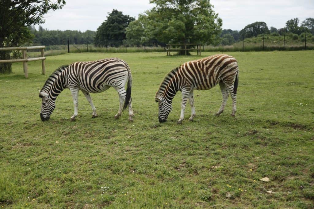 Parque de Vida Silvestre de Cotswold