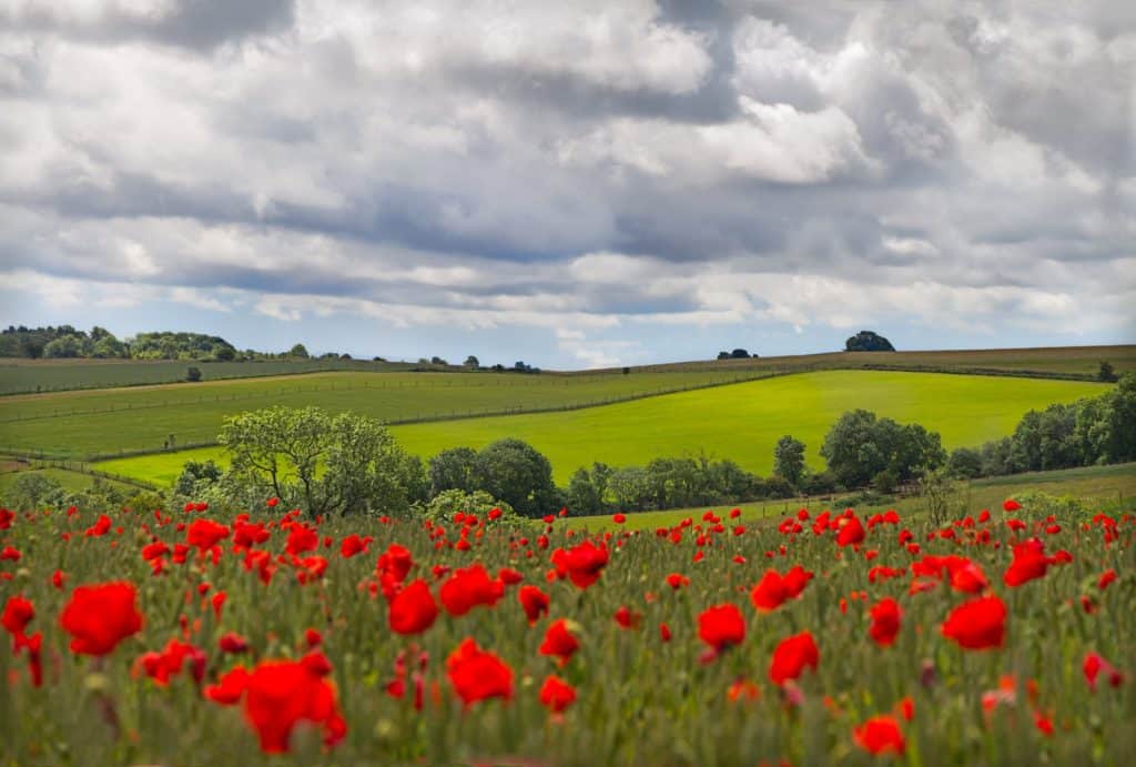 Cotswolds