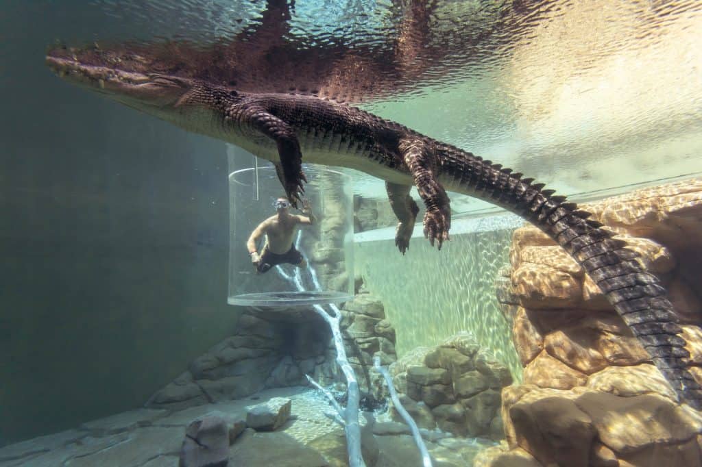 Crocosaurus Cove