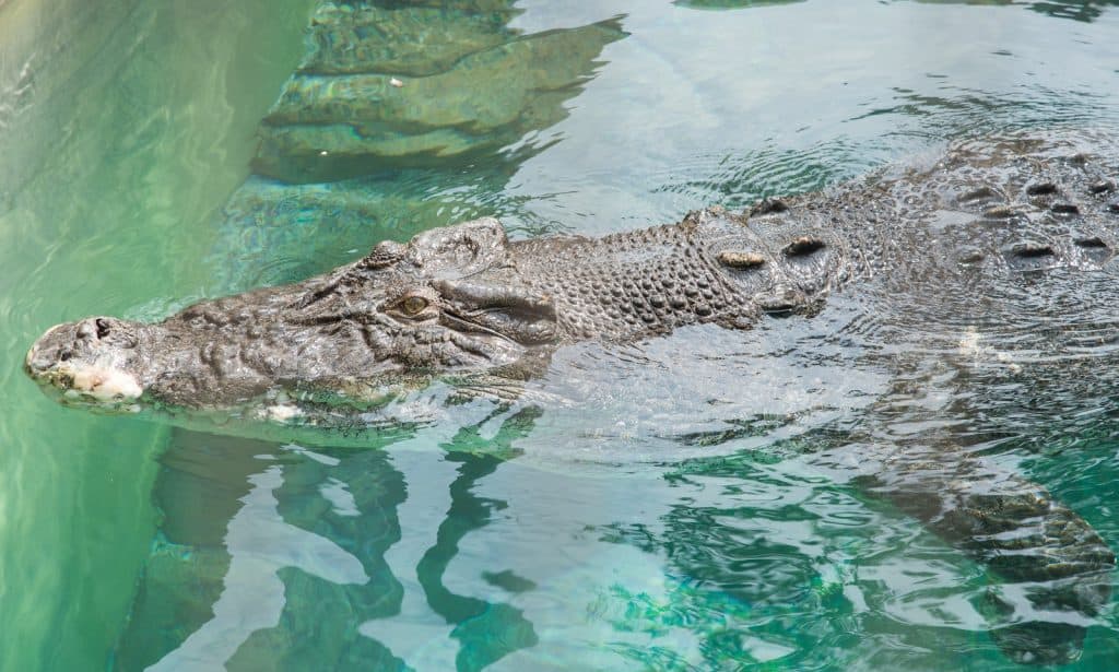 Crocosaurus Cove