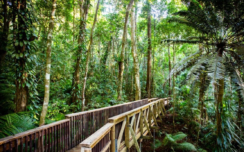 Daintree Rainforest